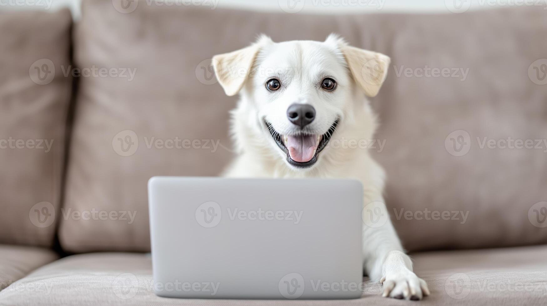 happy dog sitting on couch with laptop, showcasing playful and friendly demeanor. This adorable pet seems engaged and curious about screen photo