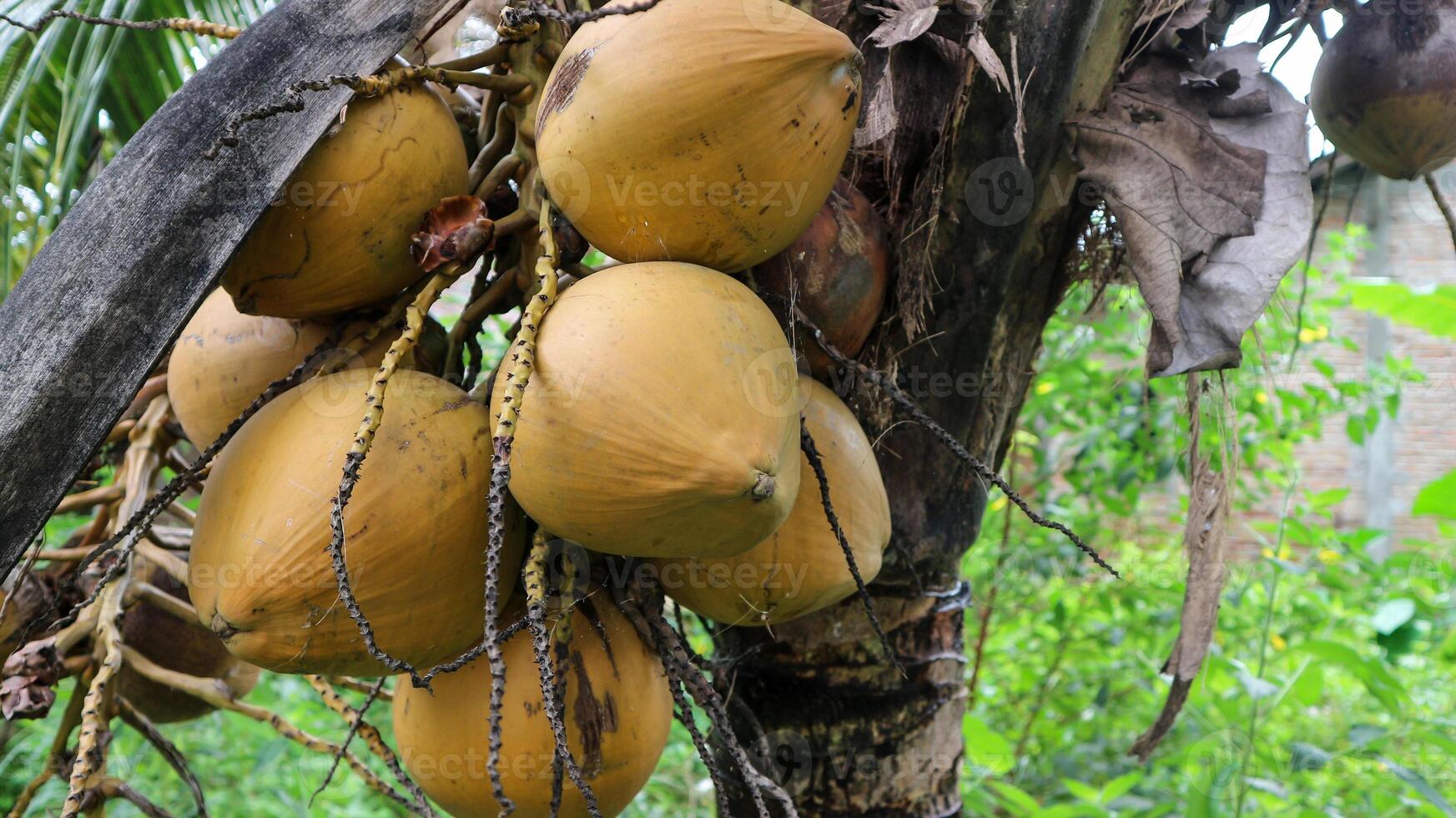 Fresh brown coconuts hang from the tree. photo