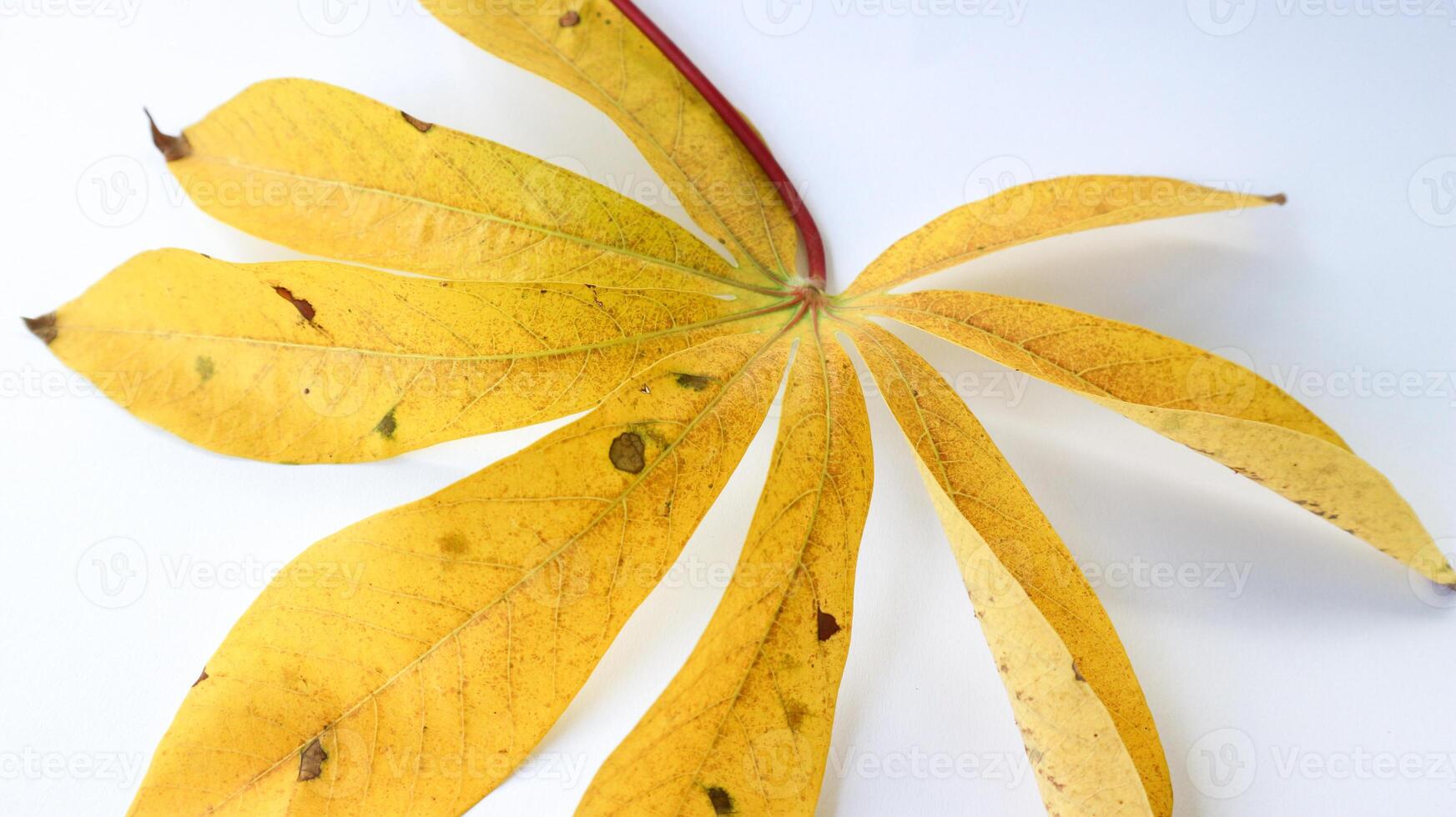 Isolated yellow withered cassava leaves on a white background. photo