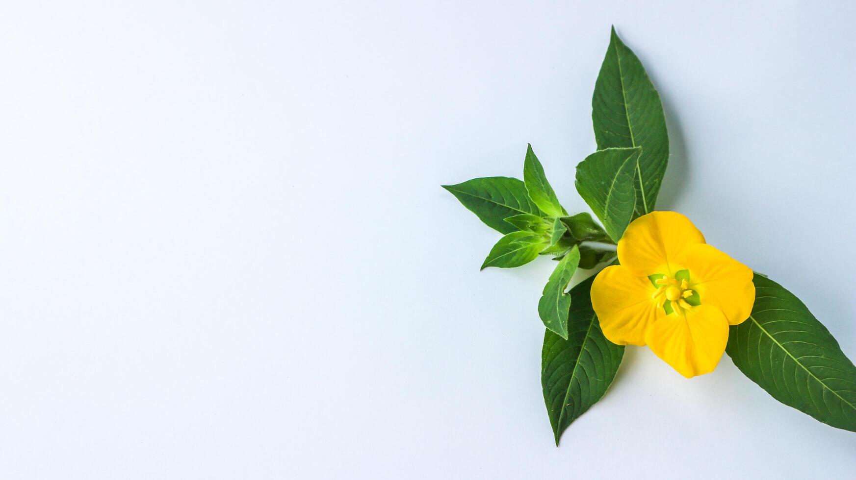 Flowers composition. Pattern made of yellow flowers and eucalyptus leaves on white background. Flat lay, top view, copy space photo