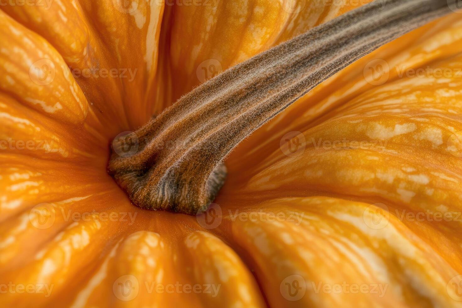 Close-up of a Pumpkin's Stem and Wrinkled Skin photo