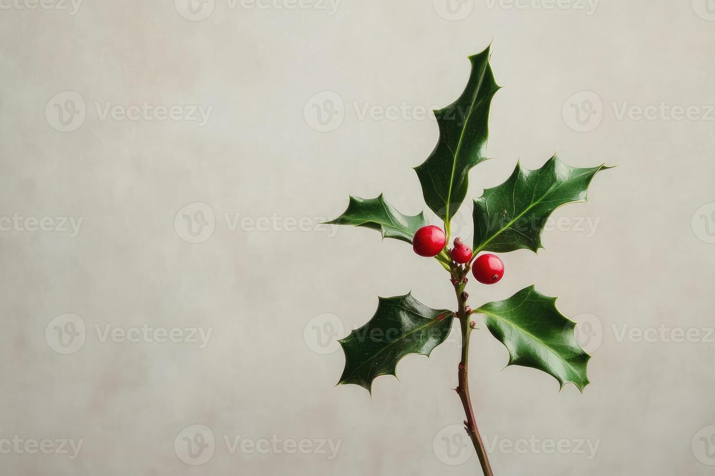 Sprig of Holly with Red Berries Against a White Background photo