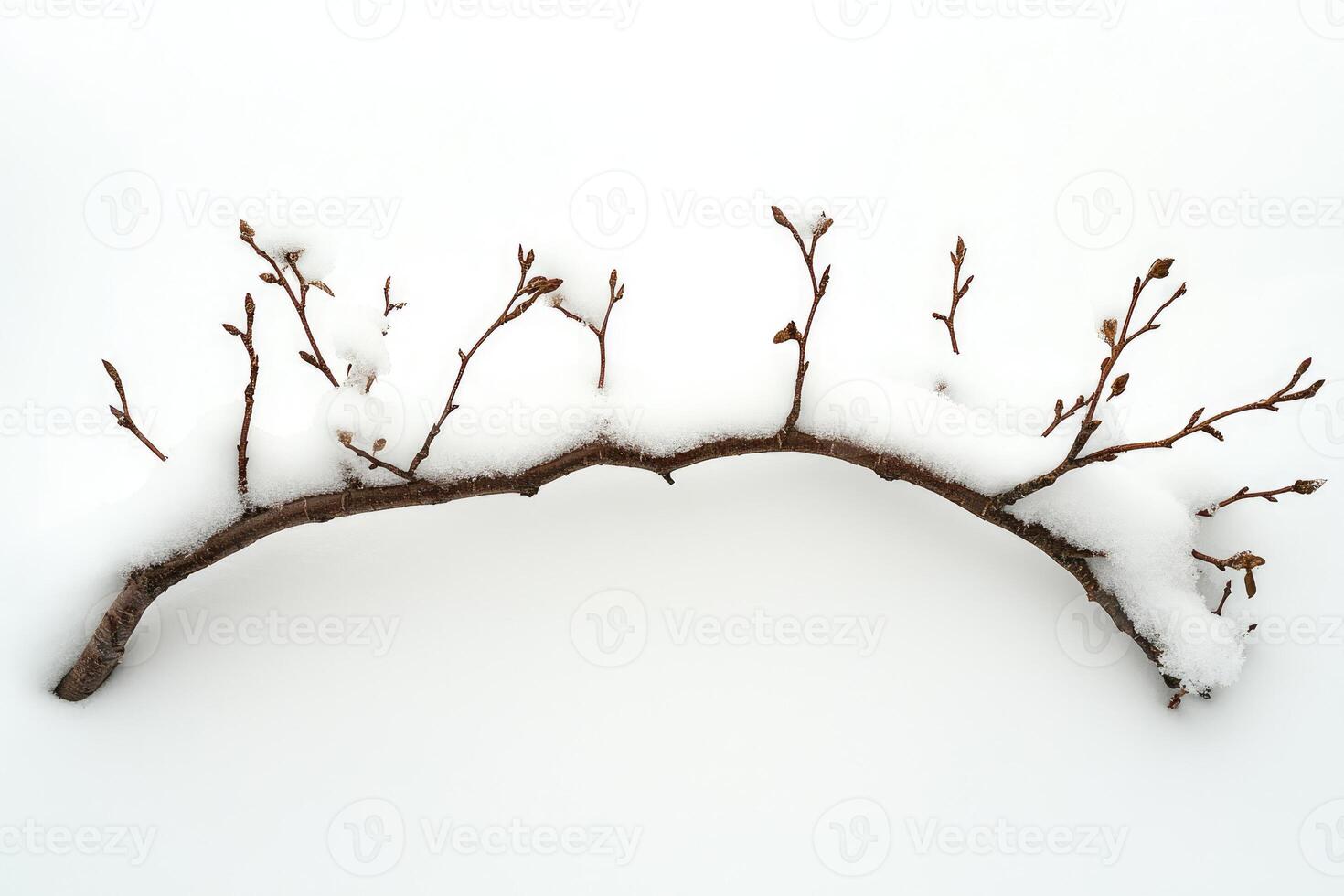 A Branch with Buds Partially Submerged in Snow photo
