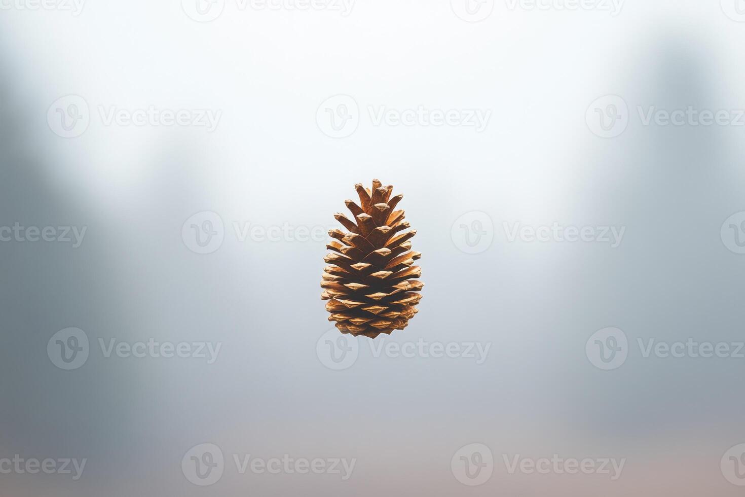 A Single Pine Cone Against a Blurred Background photo