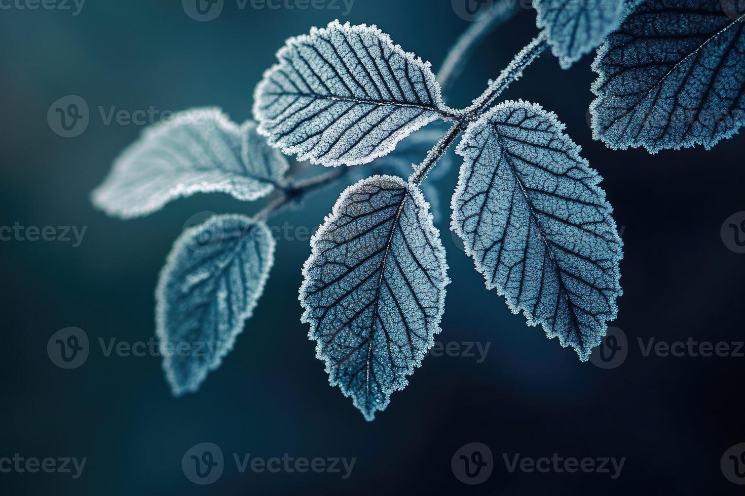 Close-Up of Delicate Frost-Covered Leaves on a Branch photo