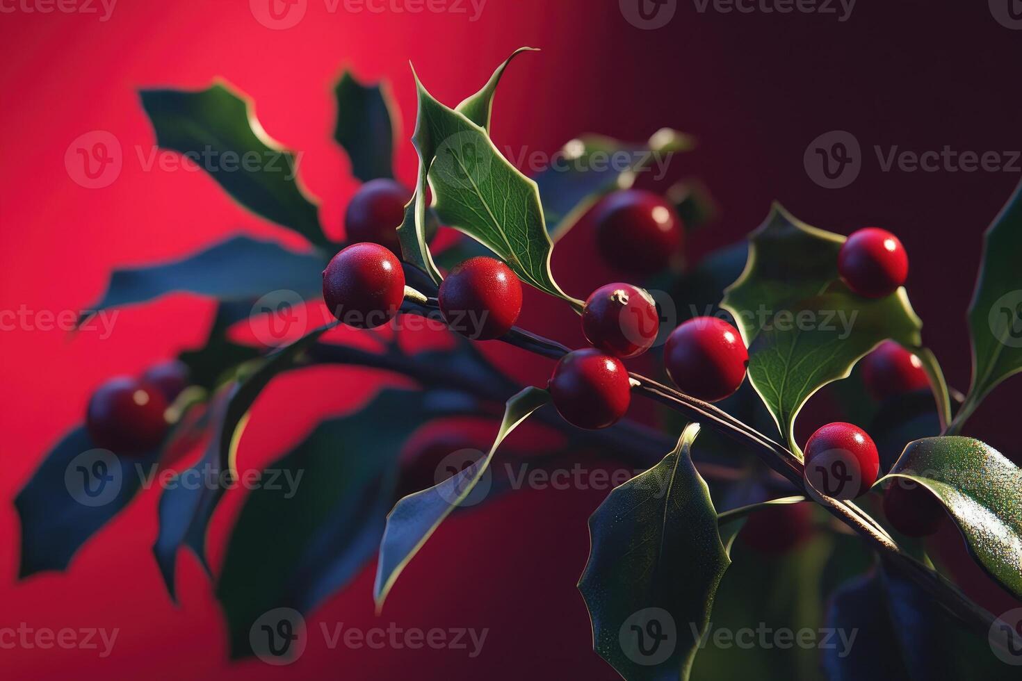 Red Holly Berries and Green Leaves on a Branch photo