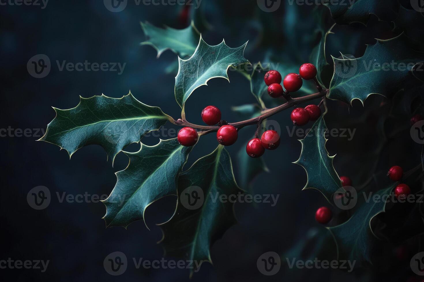 Close-up of Holly Berries and Leaves with a Dark Background photo