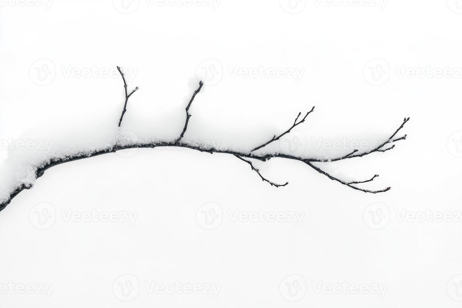 A Bare Branch Covered in Fresh Snow Against a White Background photo