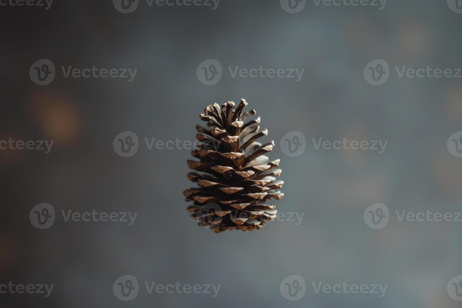 A Single Pine Cone Against a Blurry Gray Background photo