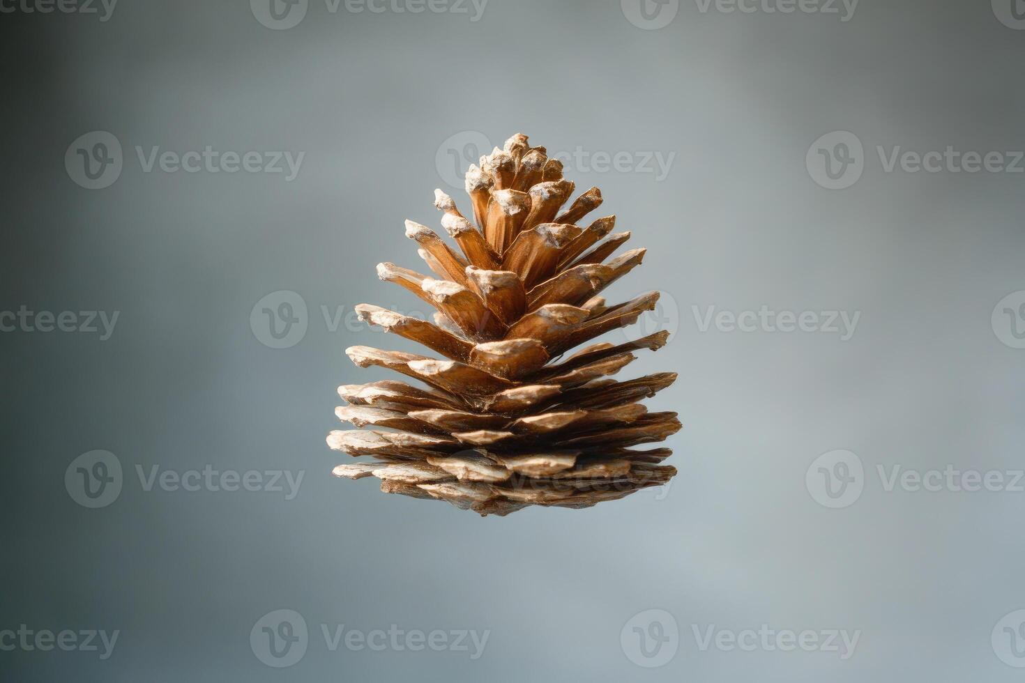 A Single Brown Pine Cone Against a Gray Background photo