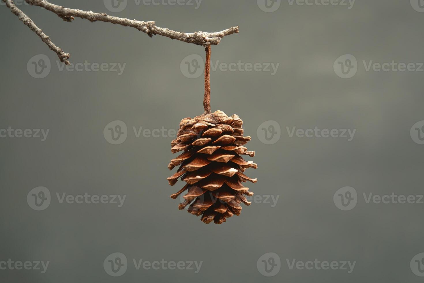 A Single Pine Cone Hanging From a Branch Against a Gray Sky photo