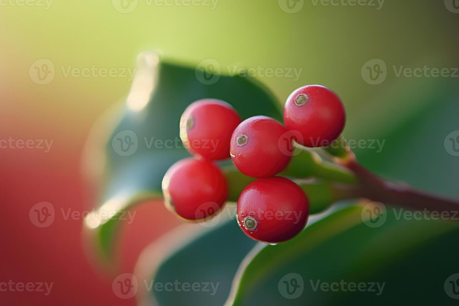 Red Berries on a Green Leaf with a Blurred Background photo