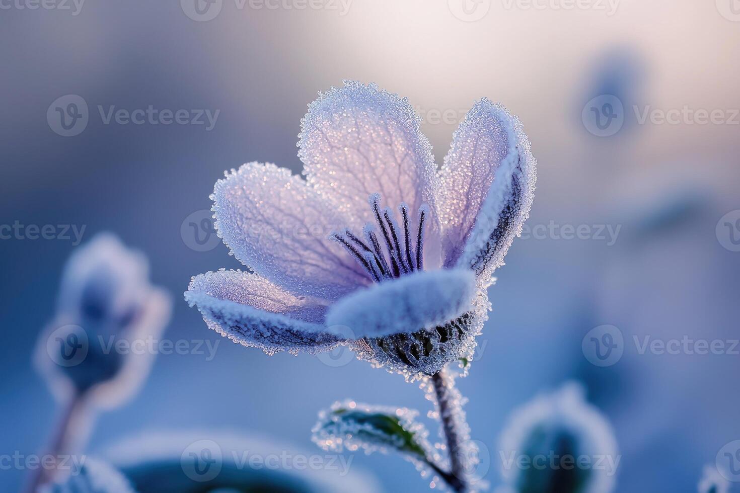 A Single Frost-Covered Flower with a Blurred Background photo