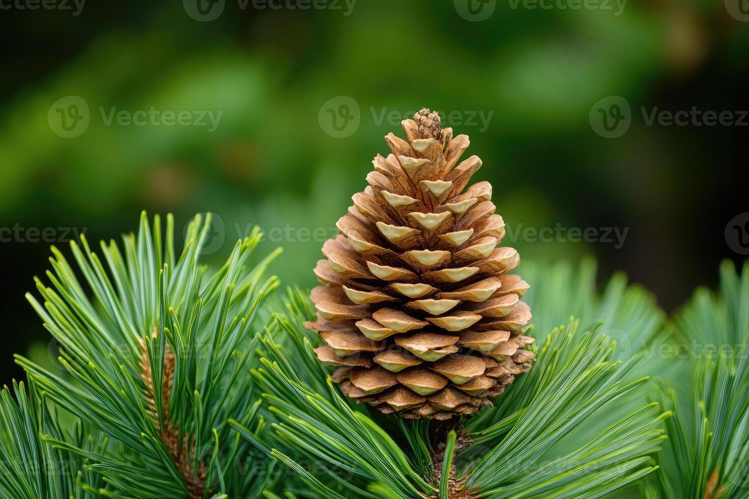 A Closed Pine Cone Nestled Among Green Needles photo