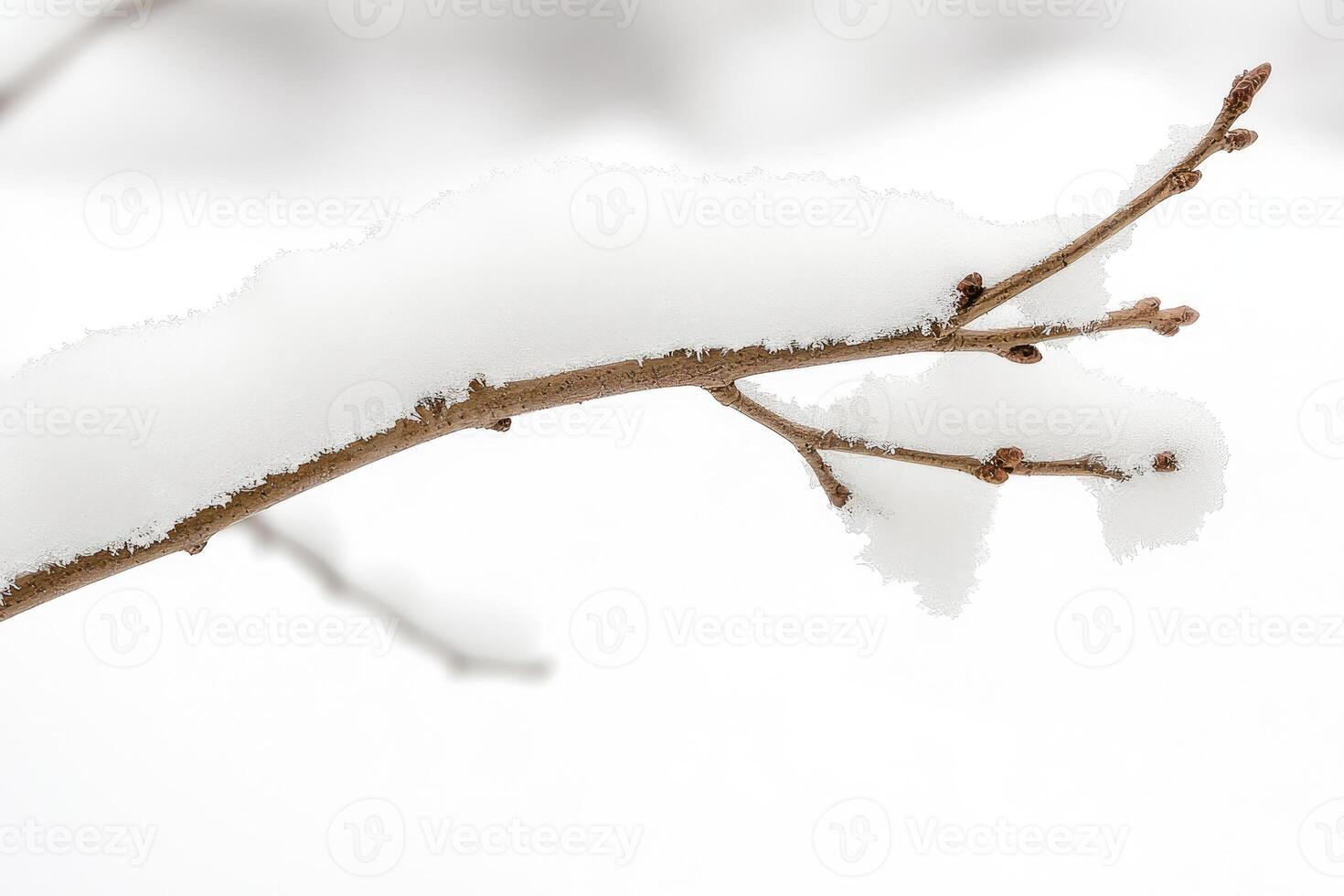 A Snow-Covered Branch with Buds in Winter photo