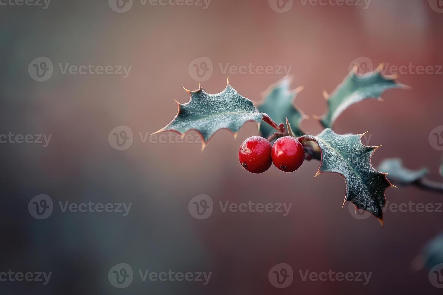 Close-up of Holly Branch with Two Red Berries and Spiky Leaves photo