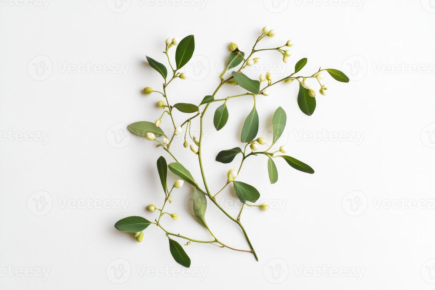 Green Branch with White Buds and Leaves Against a White Background photo