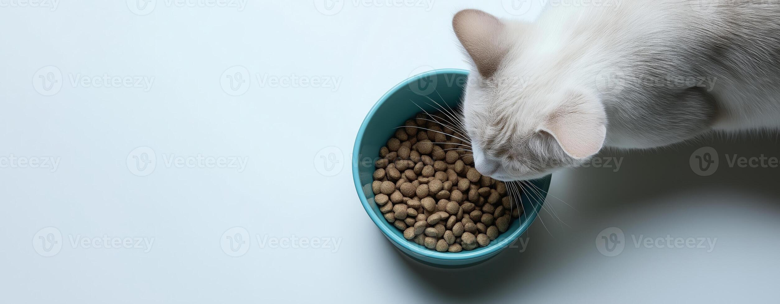 White cat eating dry food from a bowl in a close-up minimalist setting on a white background photo
