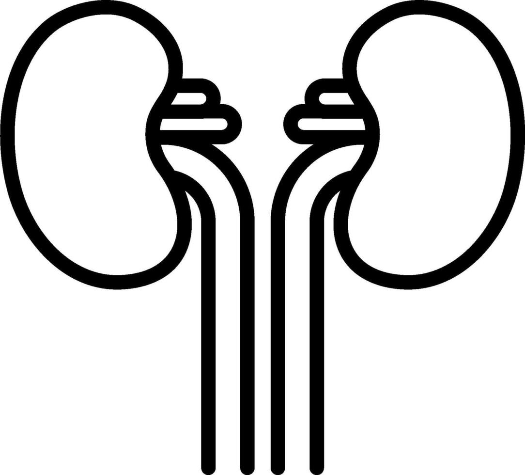 A kidney icon on a white background vector