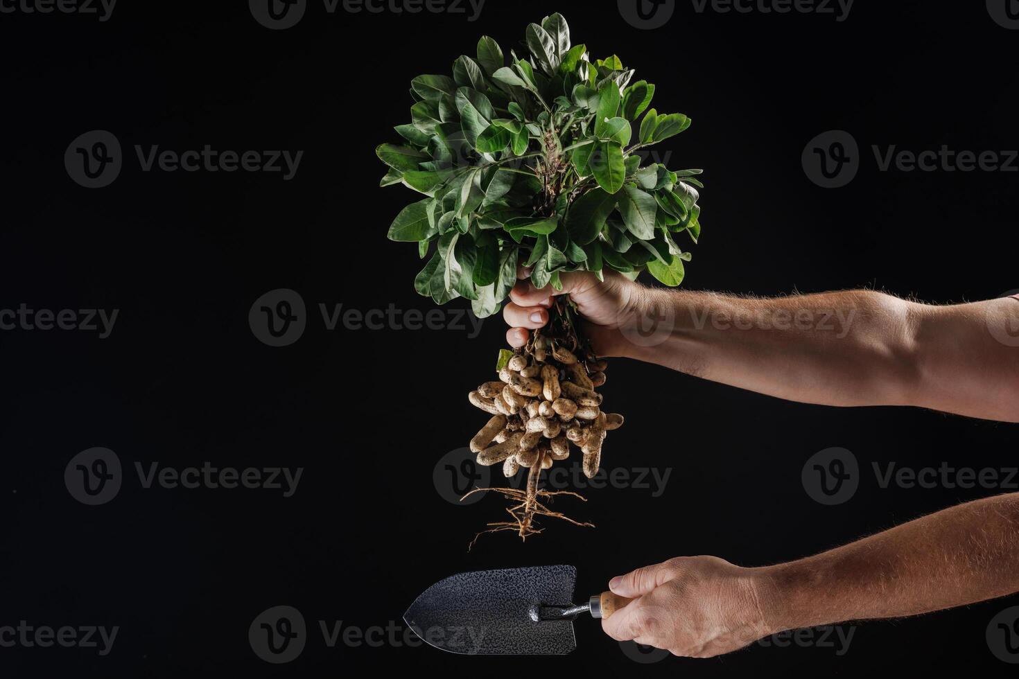 farmer holding fresh peanuts with green leaves close up near garden shovel on dark background photo