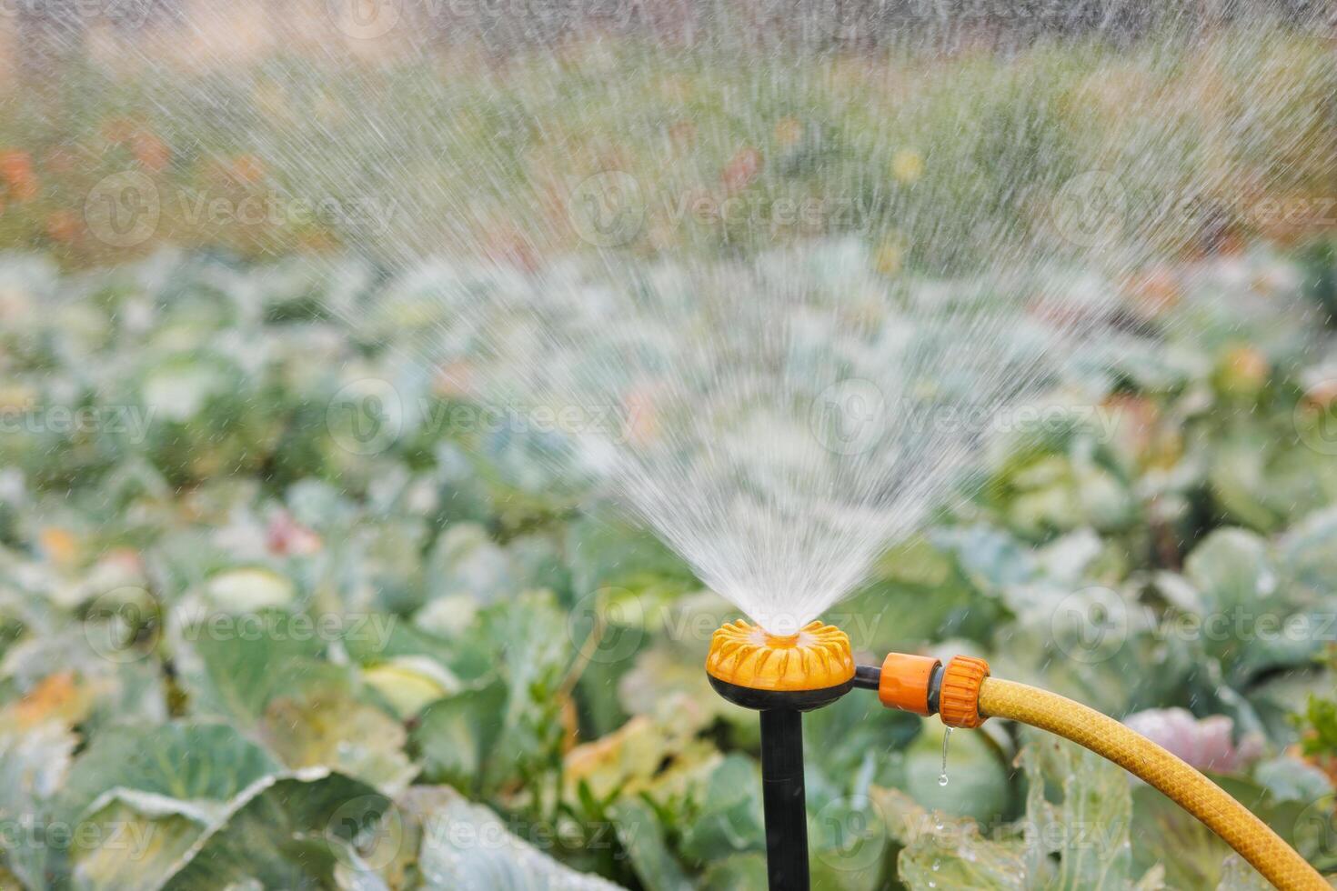 Sprinkler Watering Cabbage Plants in Garden photo
