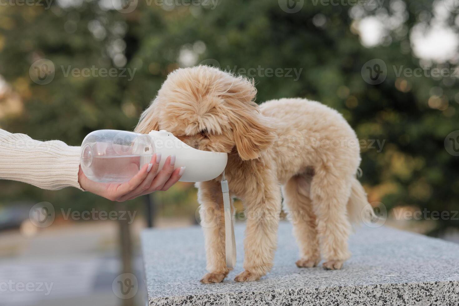 owner gives water from a drinking bowl to a small brown maltipoo dog in an autumn park on a walk photo