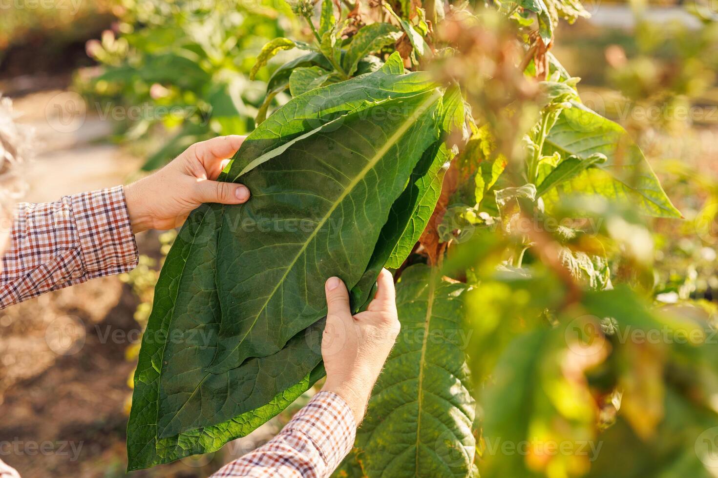 farmer holding fresh tobacco leaf against field background, harvest, tobacco product quality photo