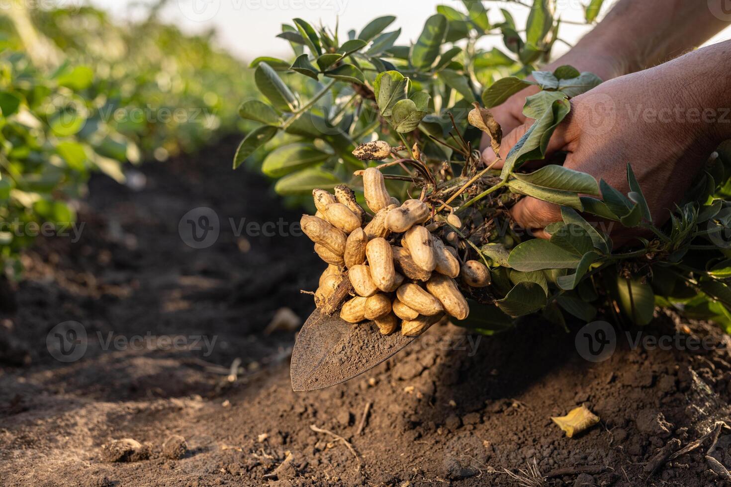 A farmer holding freshly harvested peanuts with roots in a field photo