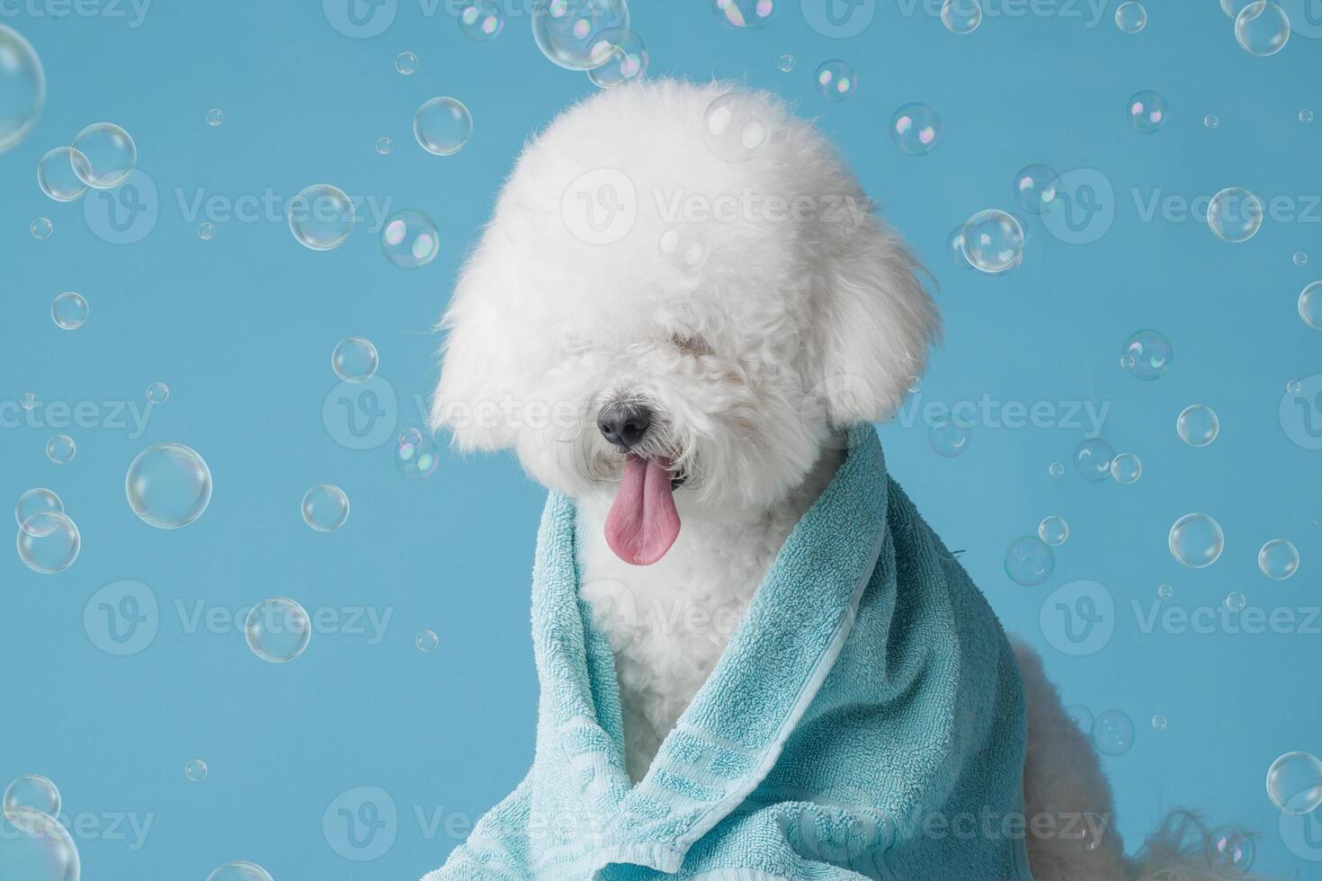Fluffy white dog after bathing wrapped in a towel, on a blue background with soap bubbles photo