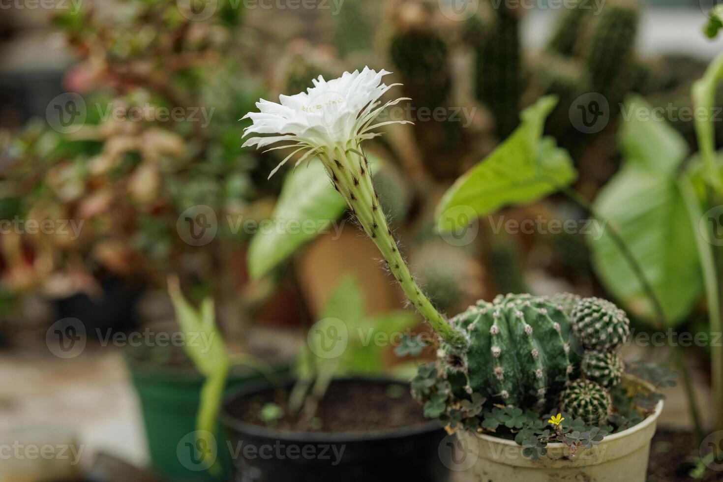 Blooming White Flower on Cactus in a Lush Garden photo