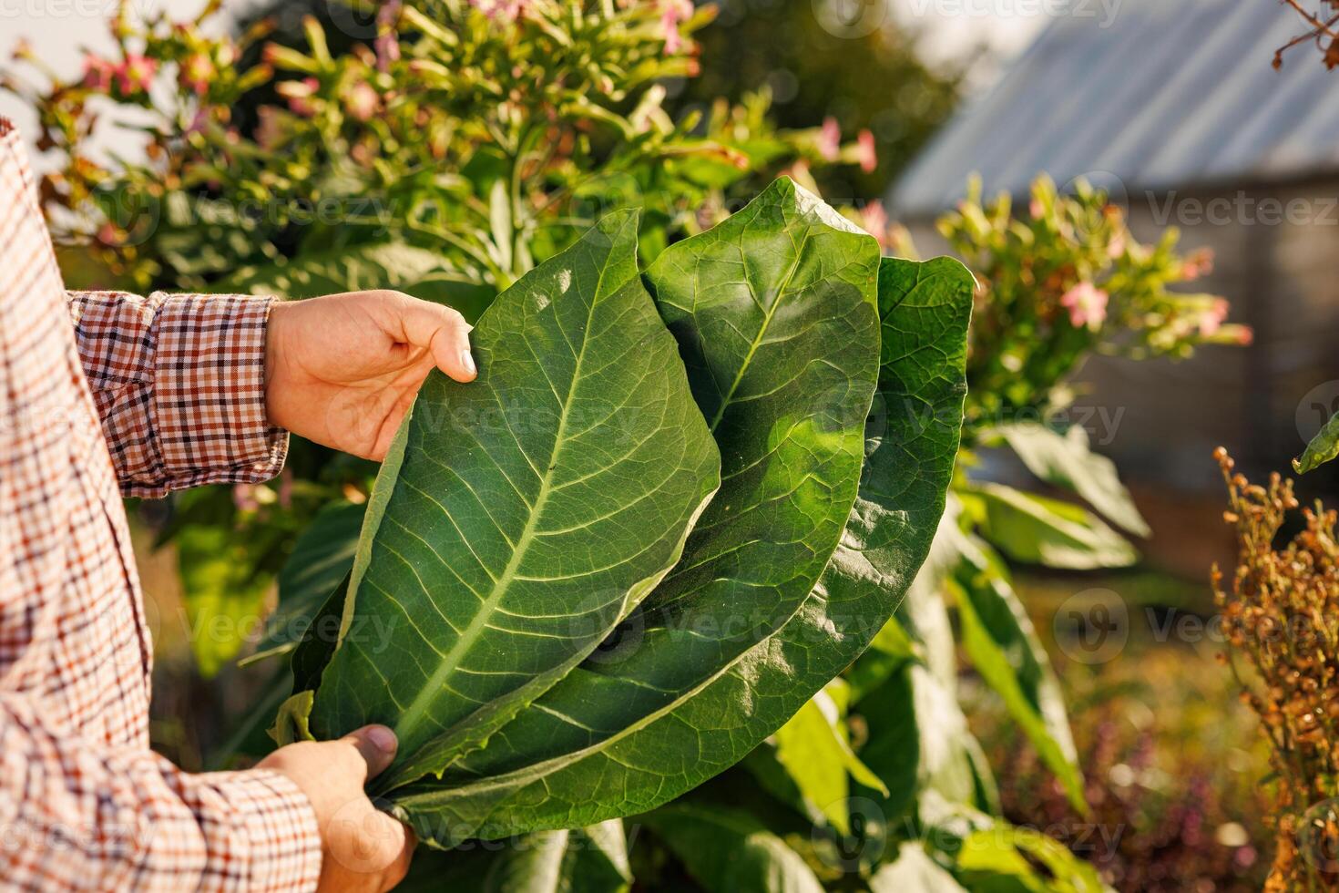 farmer holding fresh tobacco leaf against field background, harvest, tobacco product quality photo