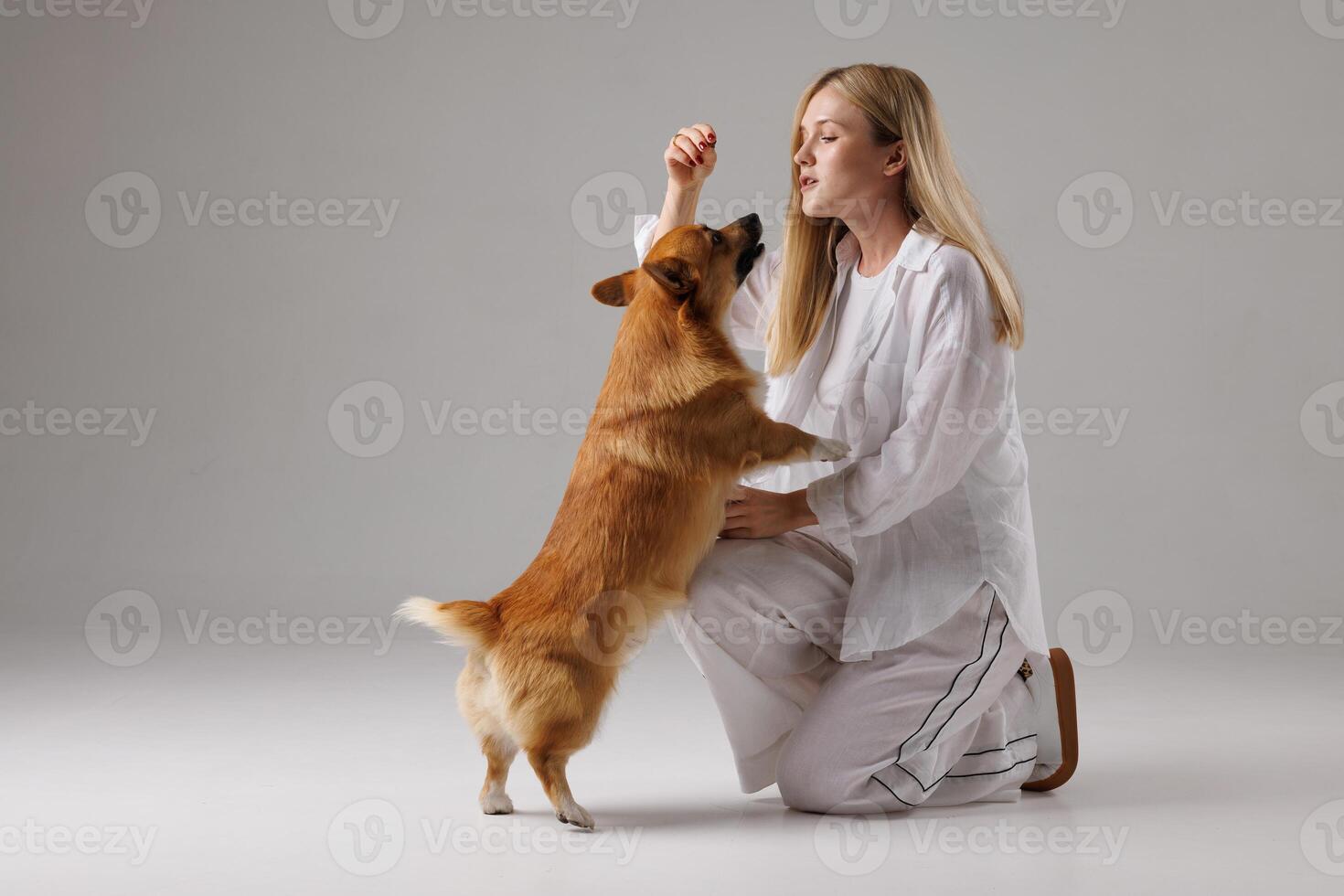 woman training welsh corgi pembroke on isolated white background , dog training concept photo