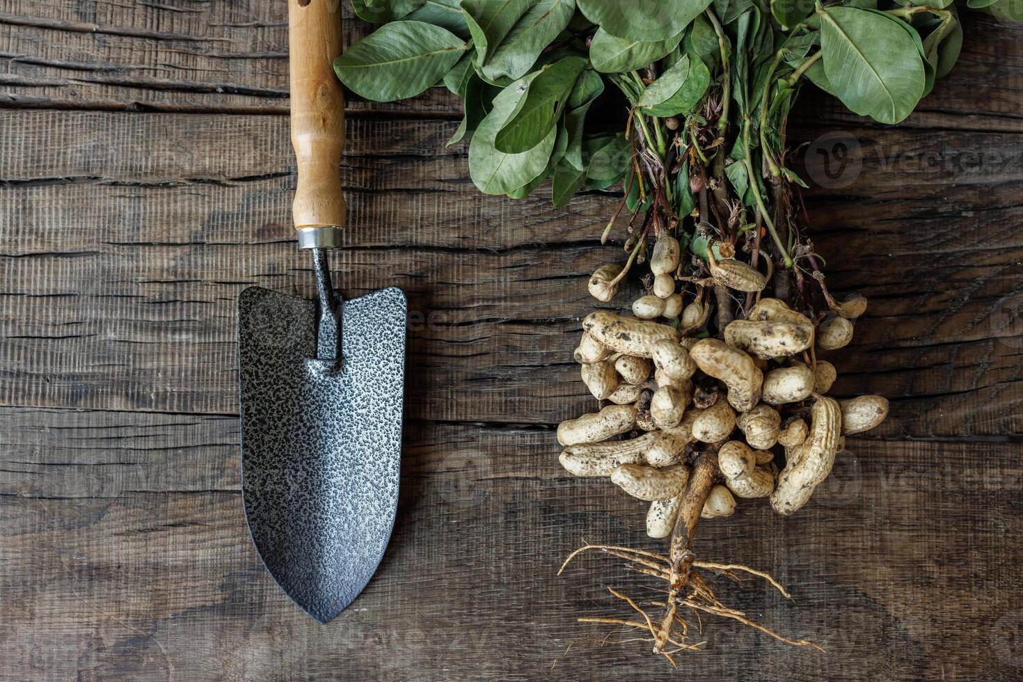 Freshly picked peanuts with green leaves near garden shovel on wooden table background photo