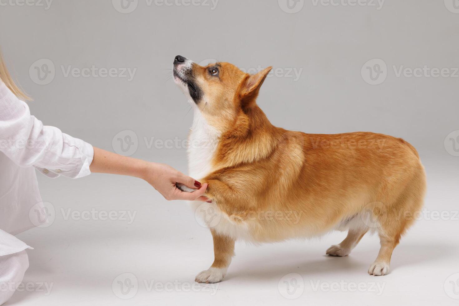 Welsh Corgi dog giving paw to owner, on white isolated background photo