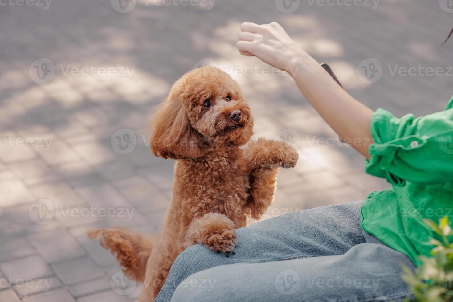 A cute brown poodle sitting on a paved surface, looking up at a person photo
