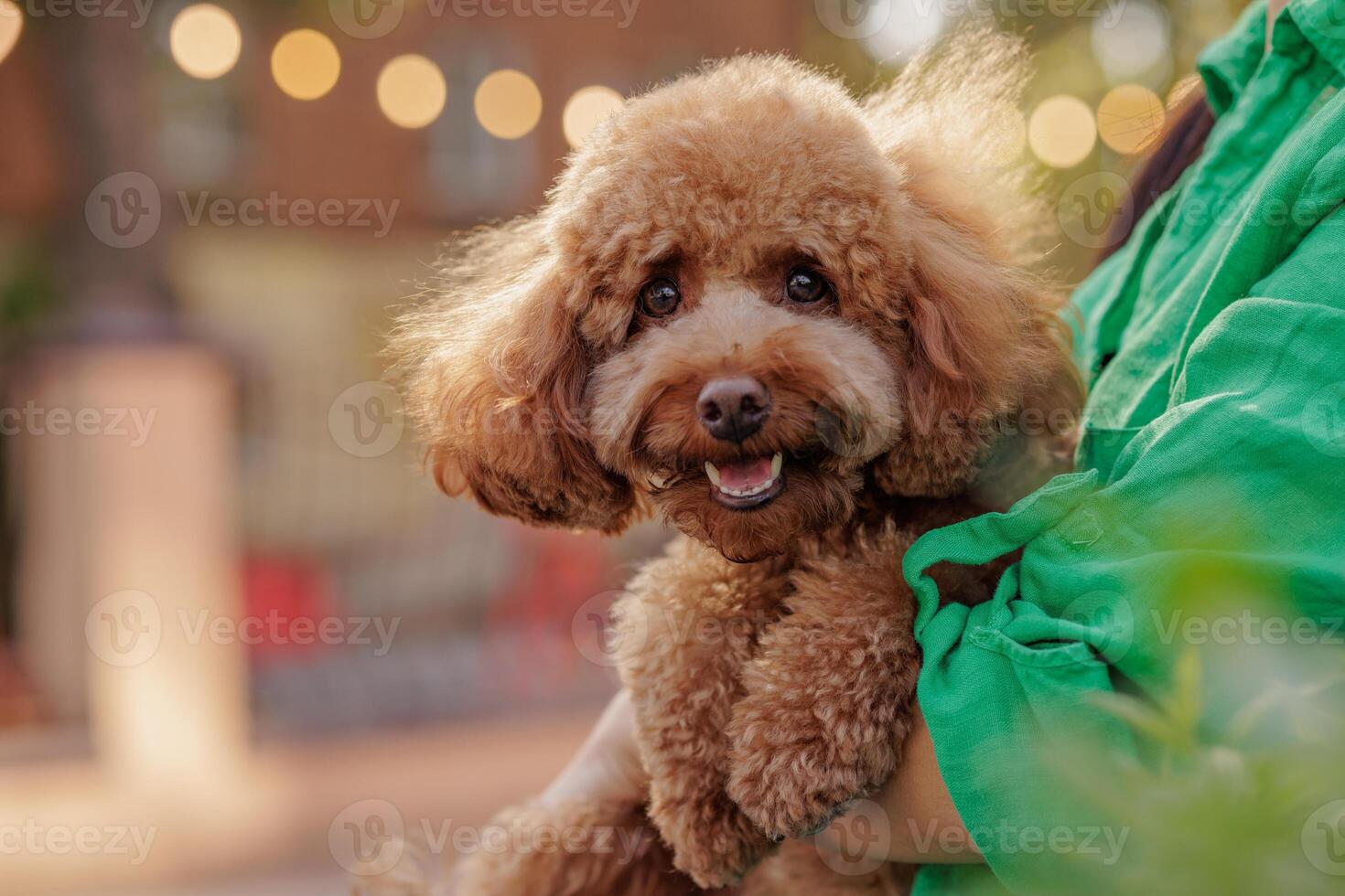 portrait of a happy maltipoo dog photo