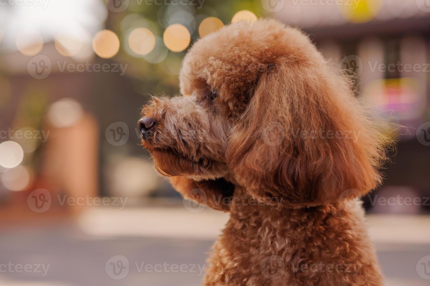 portrait of brown maltipoo dog in autumn park, funny dog, animal love concept photo