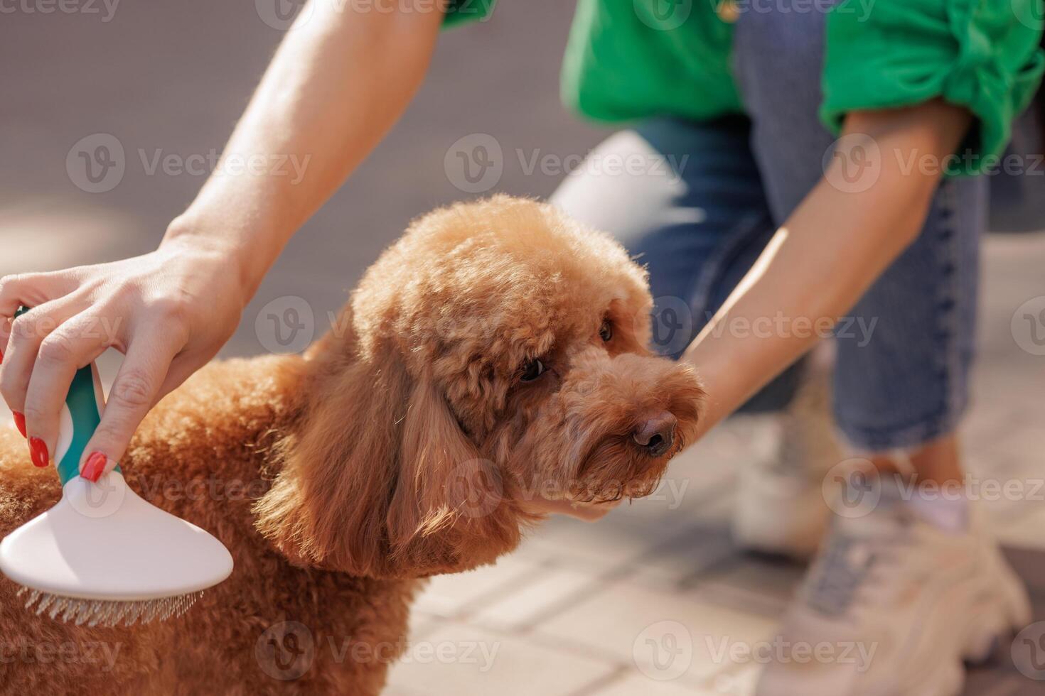 woman brushing brown maltipoo dog's fur with special brush outdoors, dog grooming concept photo