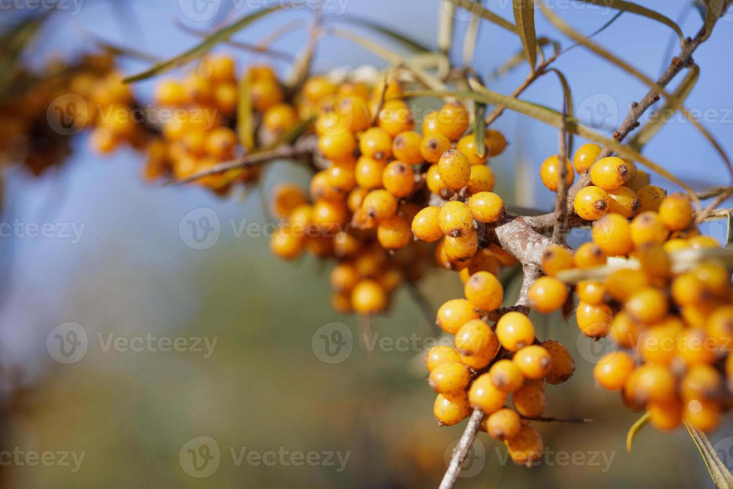 A close-up of a sea buckthorn branch laden with bright yellow berries, berries with vitamins photo