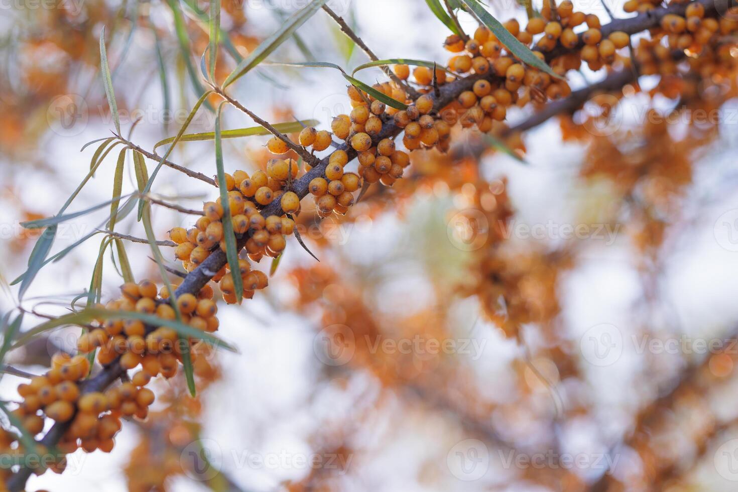A close-up of a sea buckthorn branch laden with bright yellow berries, berries with vitamins photo