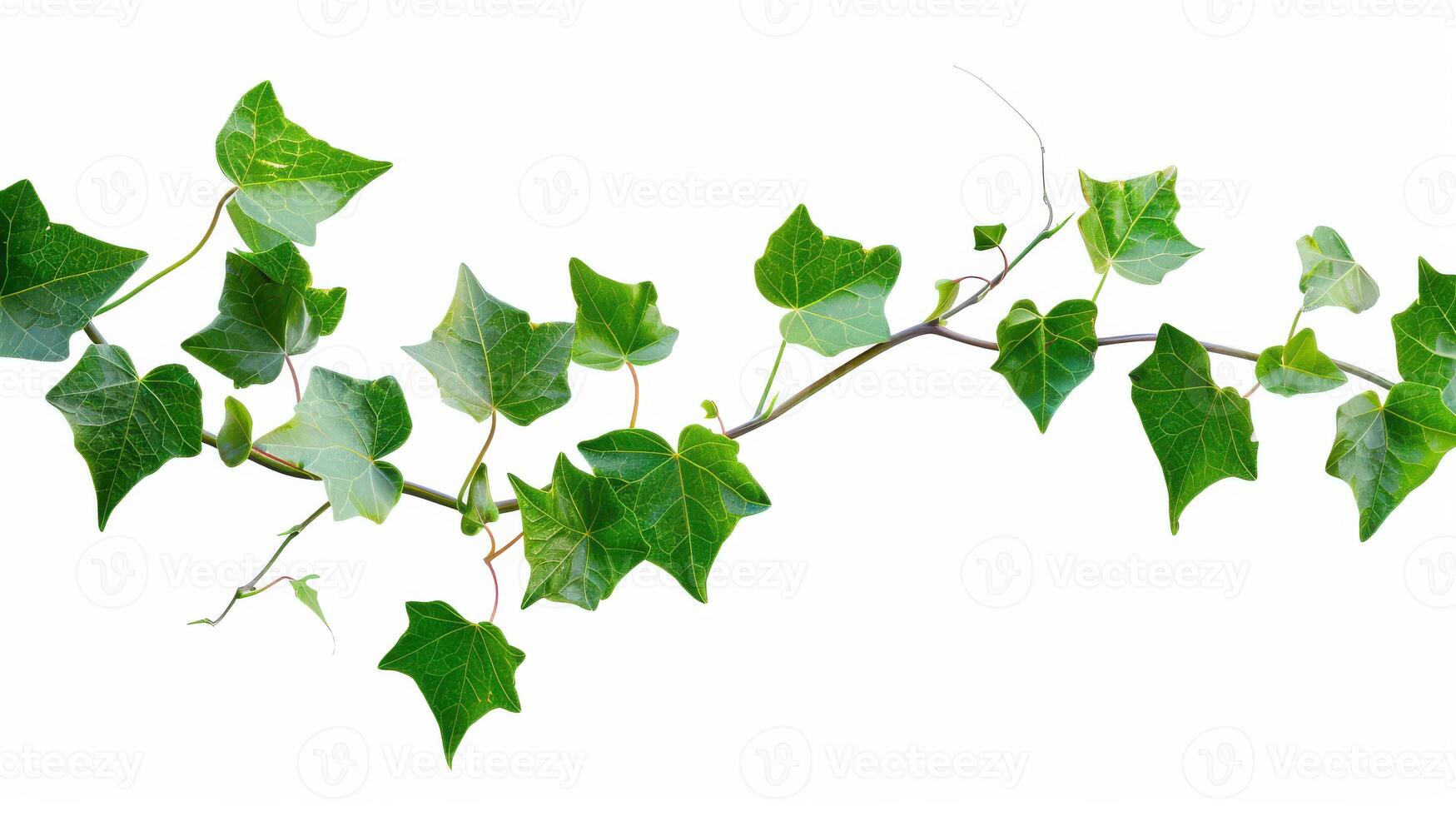 A branch of ivy with leaves on it photo