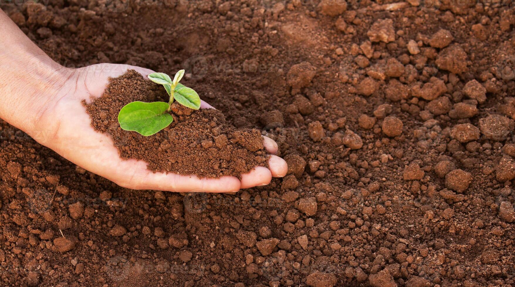 A man is holding a small plant in his hand. The plant is in the hands and surrounded by earth. The concept of environmental problems, the concept of environmental protection photo