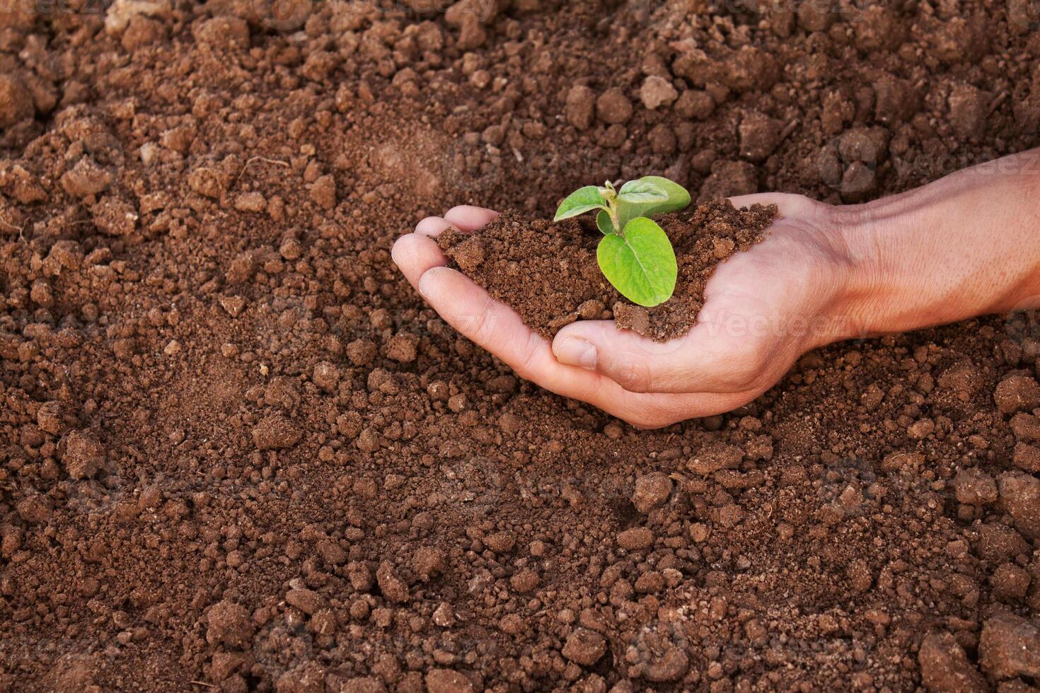 A man is holding a small plant in his hand. The plant is in the hands and surrounded by earth. The concept of environmental problems, the concept of environmental protection photo