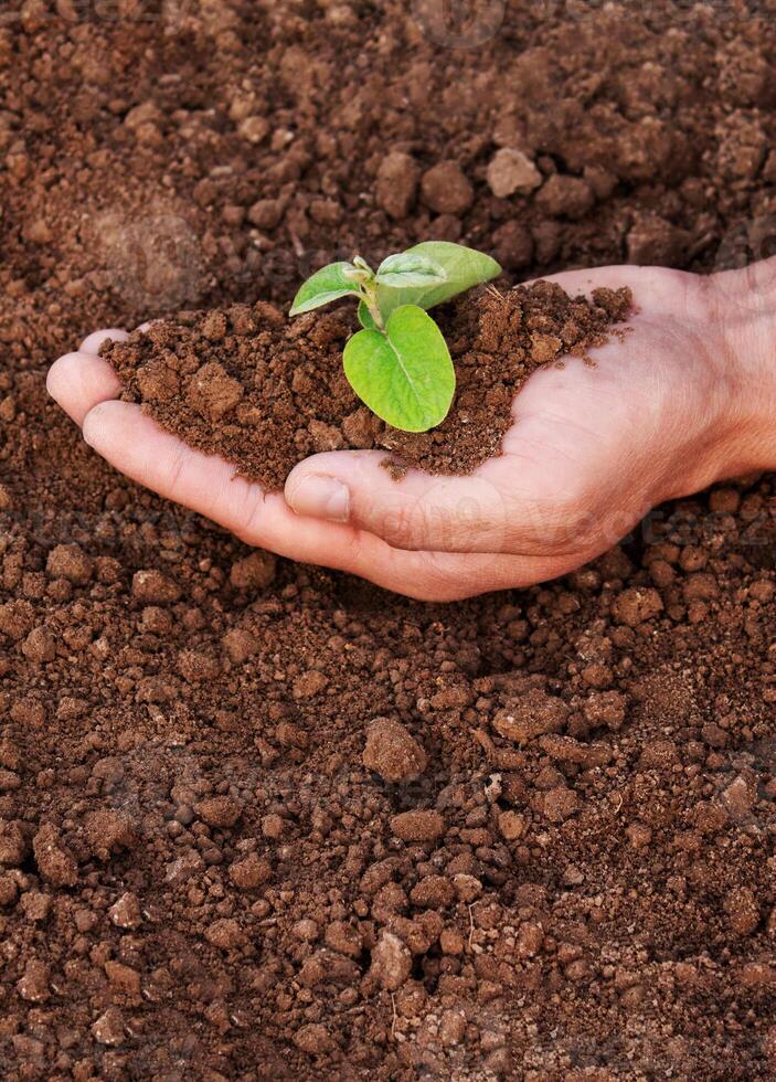 A man is holding a small plant in his hand. The plant is in the hands and surrounded by earth. The concept of environmental problems, the concept of environmental protection photo