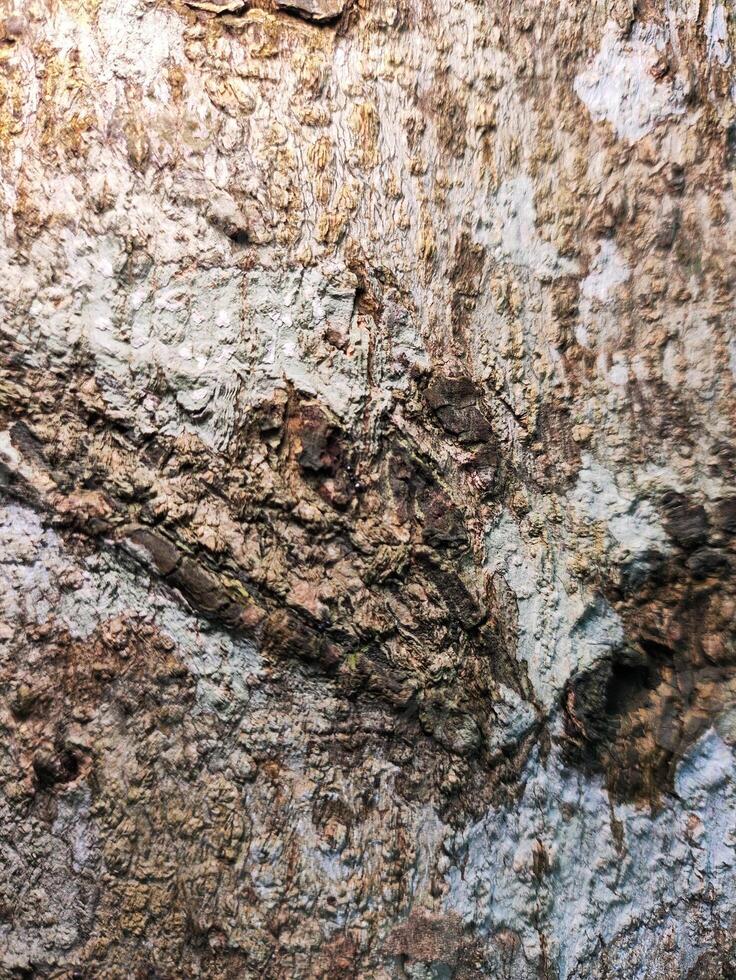 A close up of a tree with some paint on it photo
