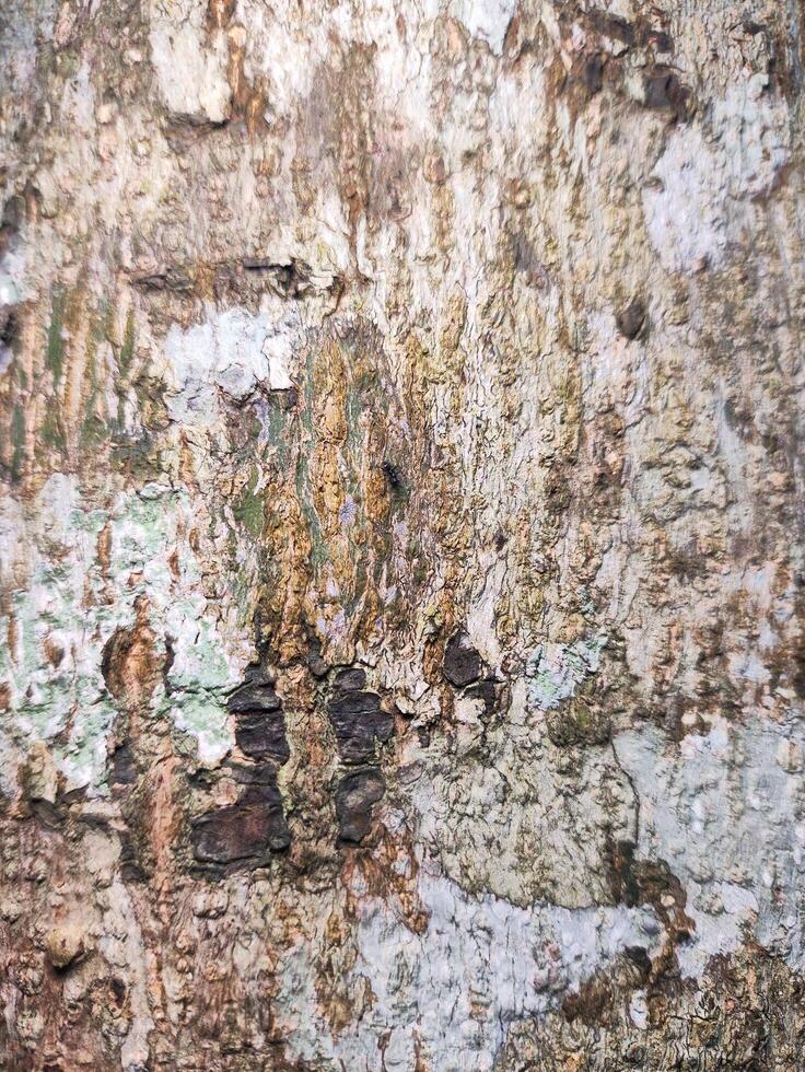 A close up of a tree trunk with paint on it photo