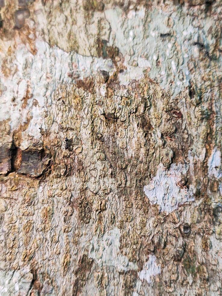 A close up of a tree trunk with paint on it photo