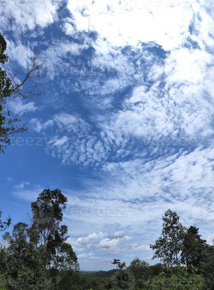 A view of a forest with a few trees and a sky photo