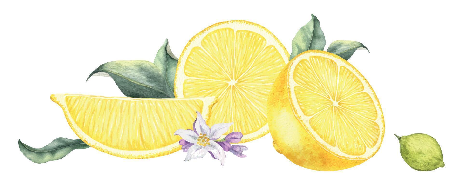 Slices of lemon, flowers and leaves. Isolated hand drawn watercolor frame. Tropical citrus fruit. Botanical element for menu, package, cosmetic, textile, cards vector