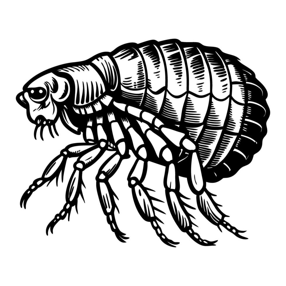Detailed Illustration of a Vintage Flea Drawing in Black and White vector